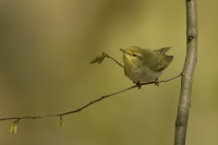 Budnicek lesni - Phylloscopus sibilatrix - Wood Warbler 8437
